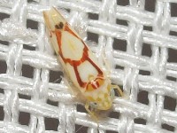 Leafhopper