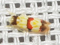 Erythroneura integra Leafhopper