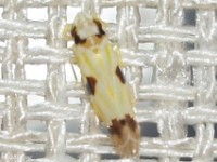 Leafhopper