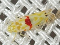 Leafhopper