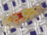 Leafhopper