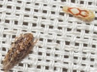 Leafhopper