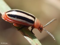 Flea Beetle