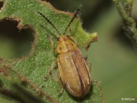 Leaf Beetle