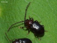 Flea Beetle