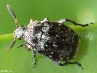 Vetch Bruchid Leaf Beetle