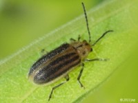 Leaf Beetle