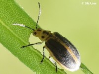 Leaf Beetle