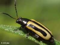 Alligatorweed Flea Beetle