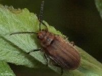 Leaf Beetle