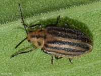 Leaf Beetle