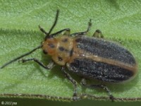 Leaf Beetle