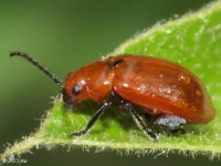 Flea Beetle