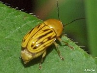 Case-bearing Leaf Beetle