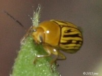 Case-bearing Leaf Beetle