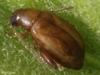 Flea Beetle