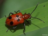 Leaf Beetle