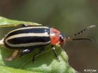 Pigweed Flea Beetle