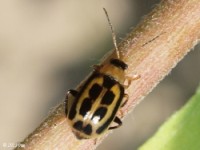 Leaf Beetle