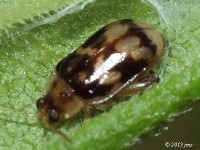 Leaf Beetle