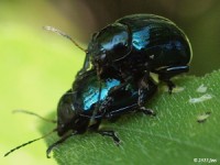 Leaf Beetle