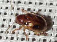 Willow Paria Beetle