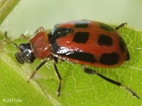 Leaf Beetle