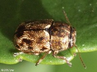 Scriptured Leaf Beetle