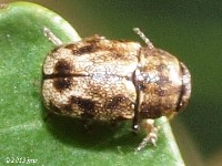 Scriptured Leaf Beetle