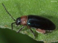 Flea Beetle