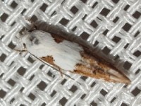 Circumscript Mompha Moth