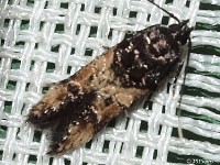 Sweeclover Root Borer Moth