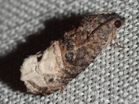 Locust Twig Borer Moth