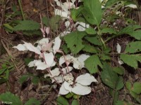 Extremely rare Albino Plant, probably persimmon.