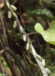 Flatid Planthopper Gathering