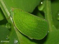 Planthopper