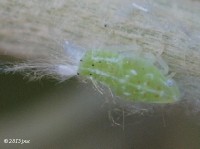 Flatid Planthopper Nymph