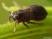 Delphacid Planthopper