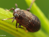 Delphacid Planthopper