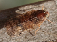 Cixiid Planthopper