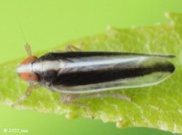 Delphacid Planthopper