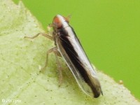 Delphacid Planthopper