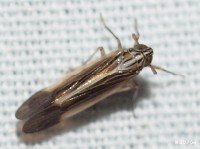 Delphacid Planthopper