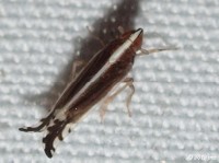 Delphacid Planthopper