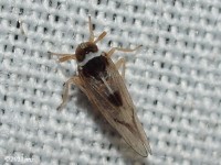 Delphacid Planthopper