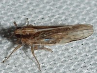 Delphacid Planthopper