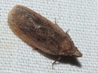 Achilid Planthopper