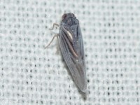 Derbid Planthopper