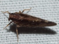 Cixiid Planthopper