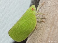 Acanaloniid Planthopper